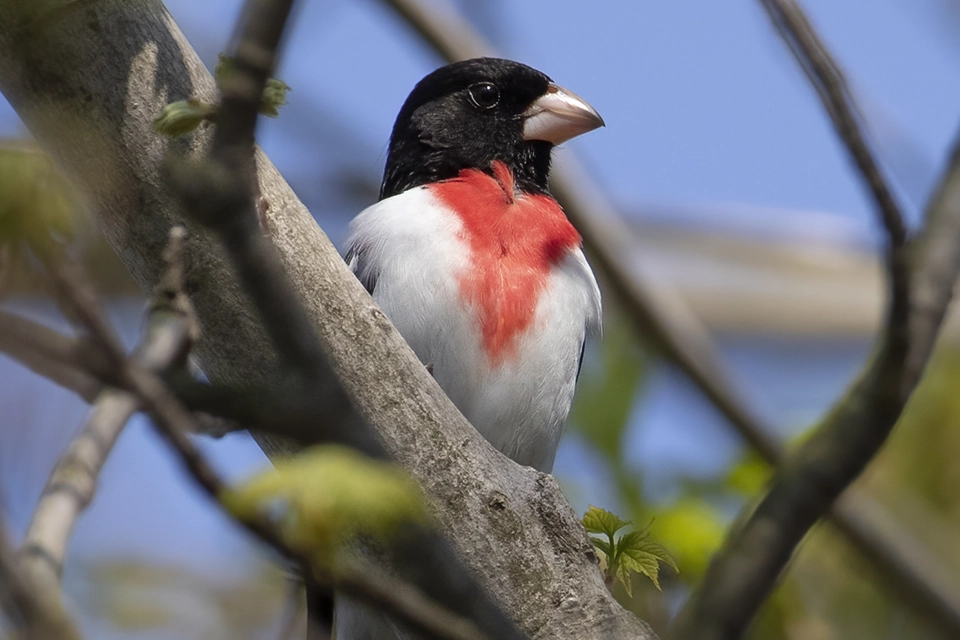 Animaux du Québec | Cardinal à poitrine rose