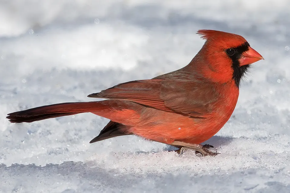 Animaux du Québec | Cardinal rouge