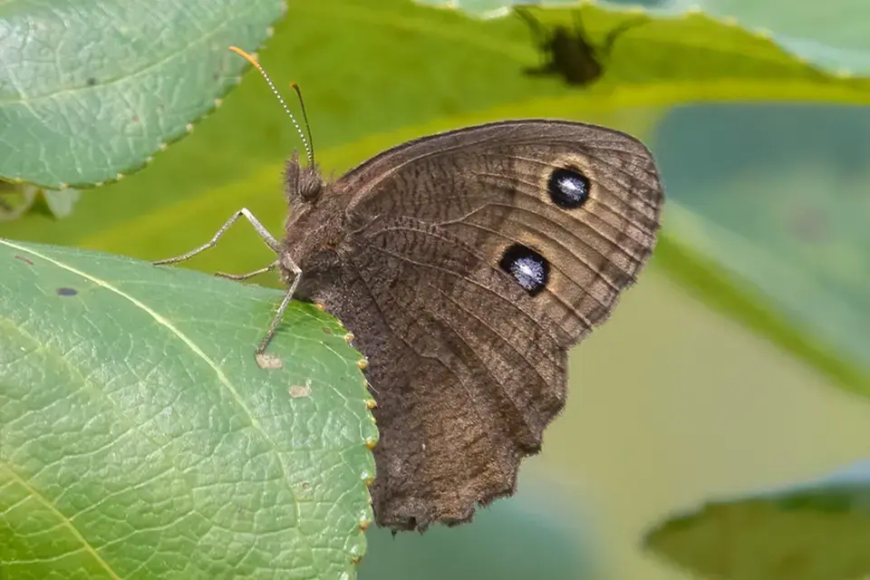 Animaux du Québec | Satyre des près