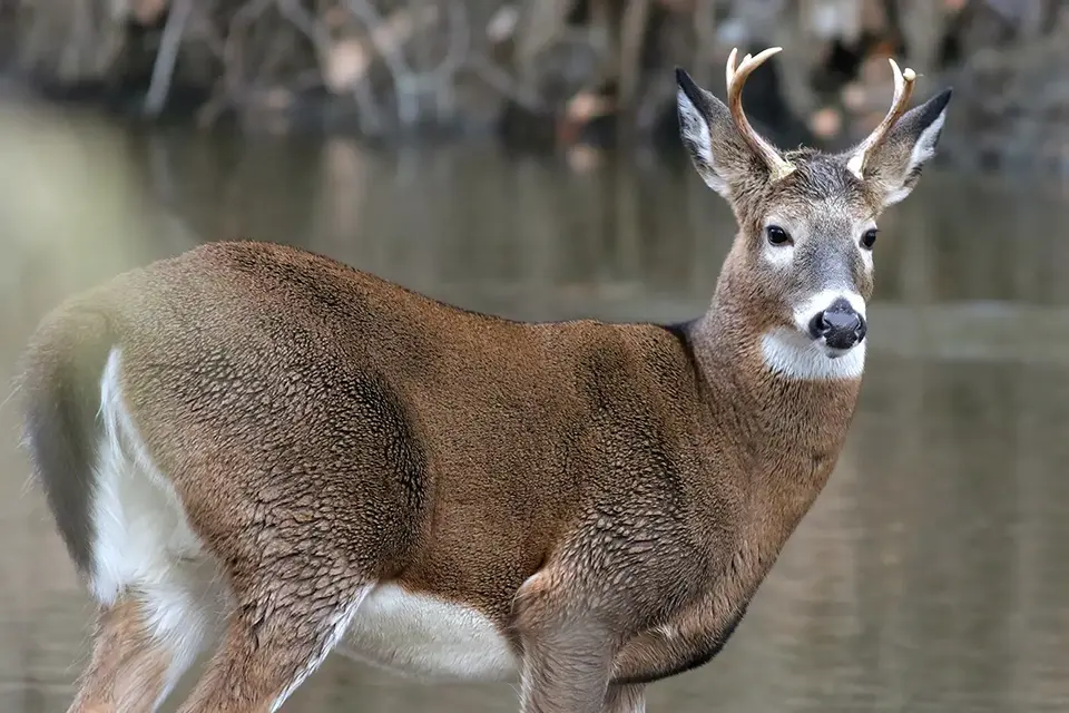 cerf-de-virginie-white-tailed-deer