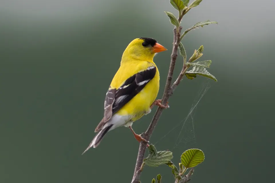 Animaux du Québec | Chardonneret jaune