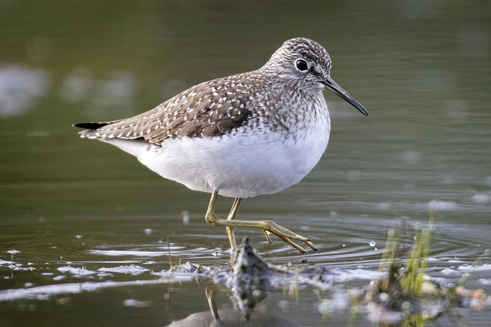 Animaux du Québec | Chevalier solitaire