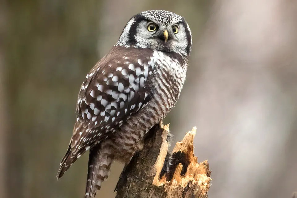 Animaux du Québec | Chouette épervière