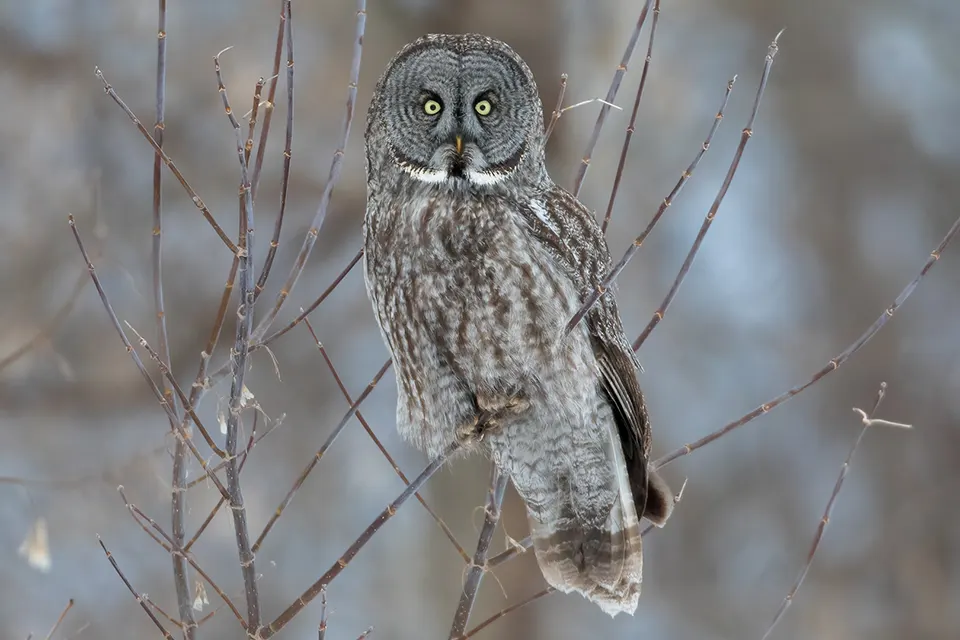 Animaux du Québec | Chouette lapone