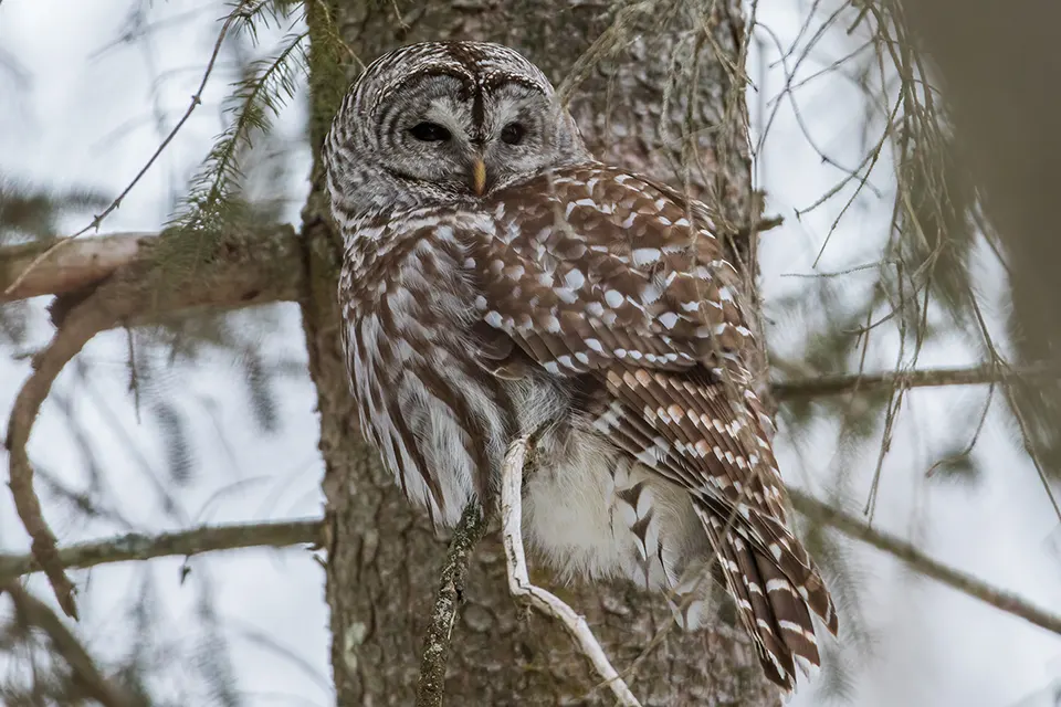 chouette-rayee-barred-owl