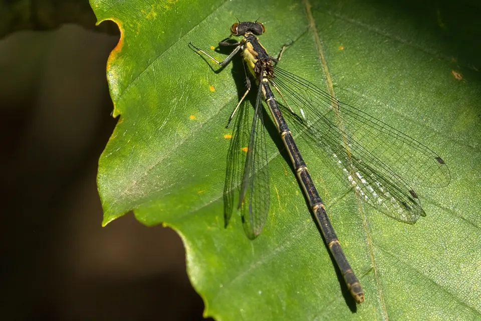 Animaux du Québec | Agrion à tache jaune