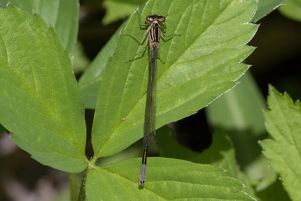Animaux du Québec | Agrion résolu