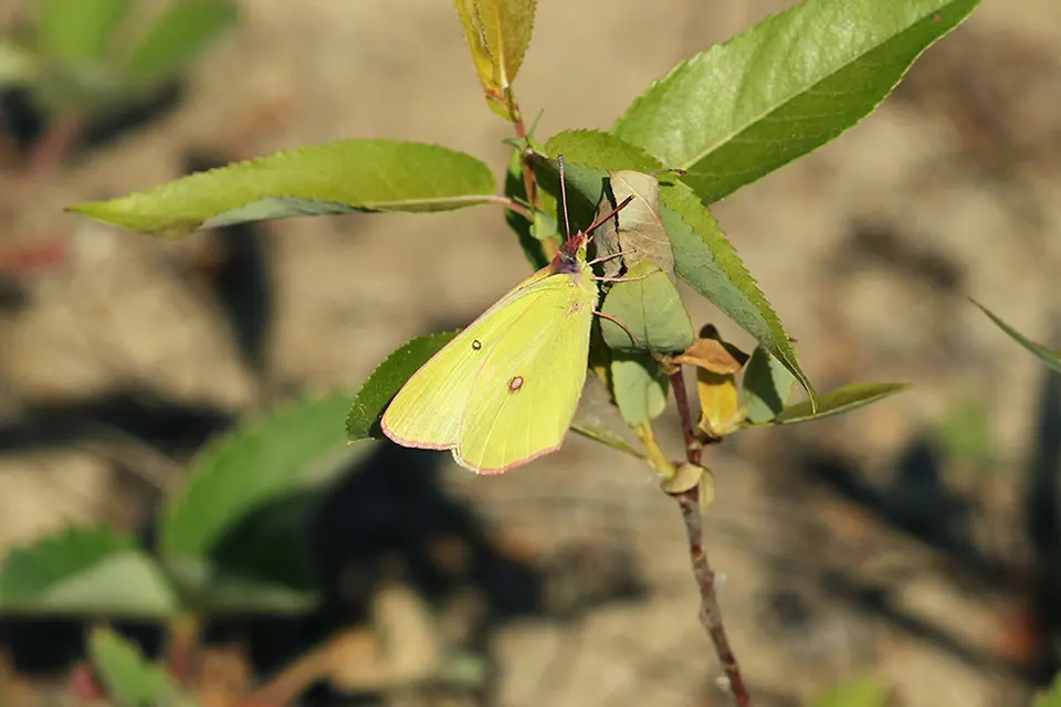 Animaux du Québec | Coliade intérieur