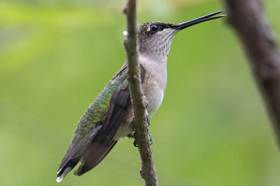 colibri-a-gorge-rubis-ruby-throated-hummingbird