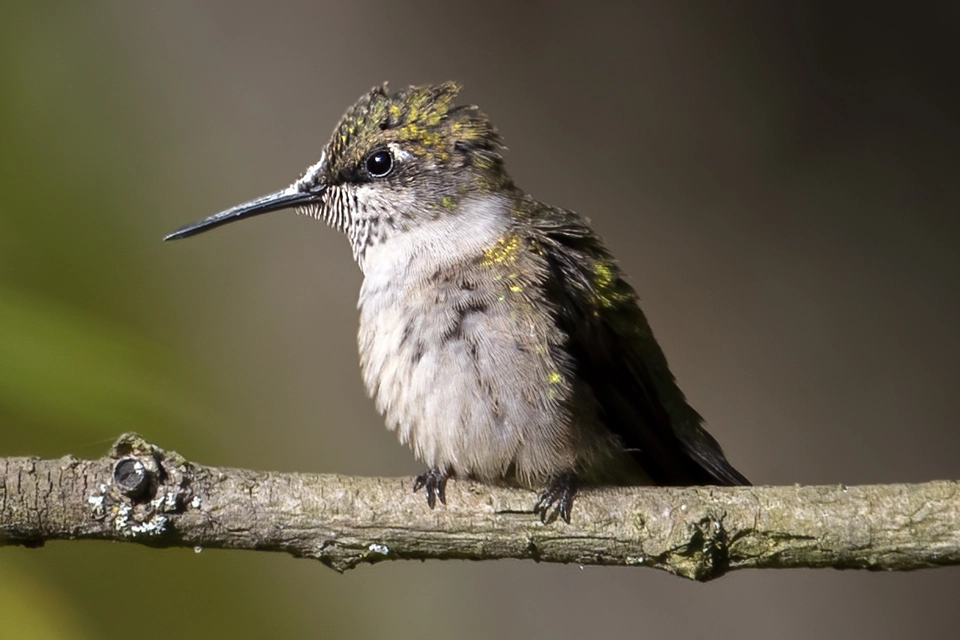 Animaux du Québec | Colibri à gorge rubis