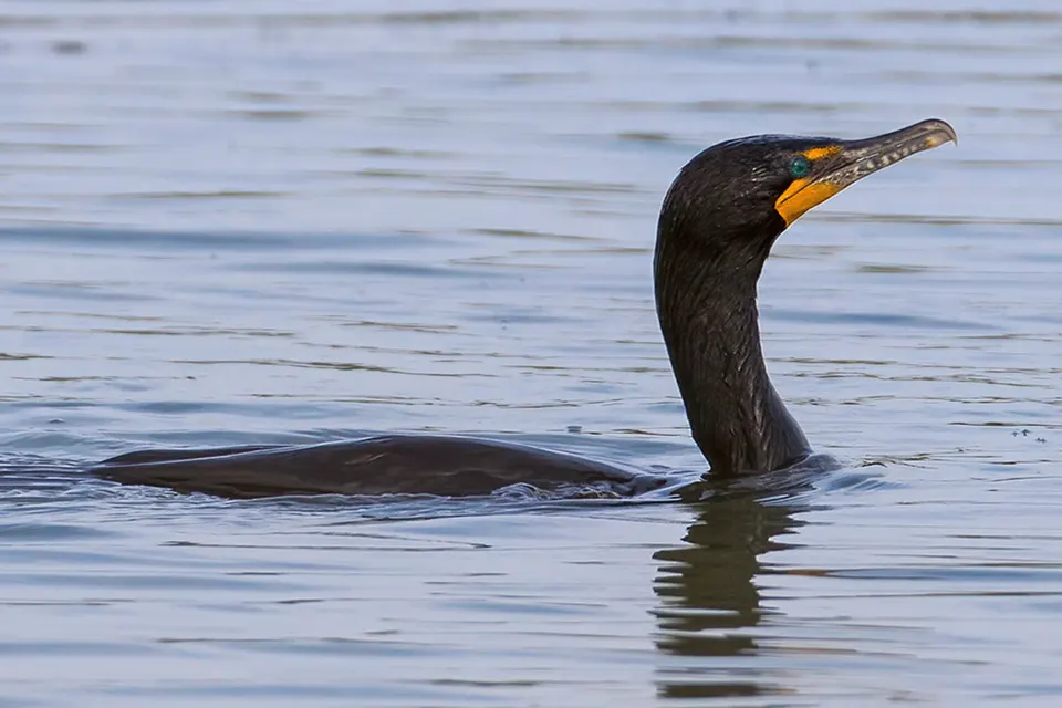 Animaux du Québec | Cormoran à aigrettes