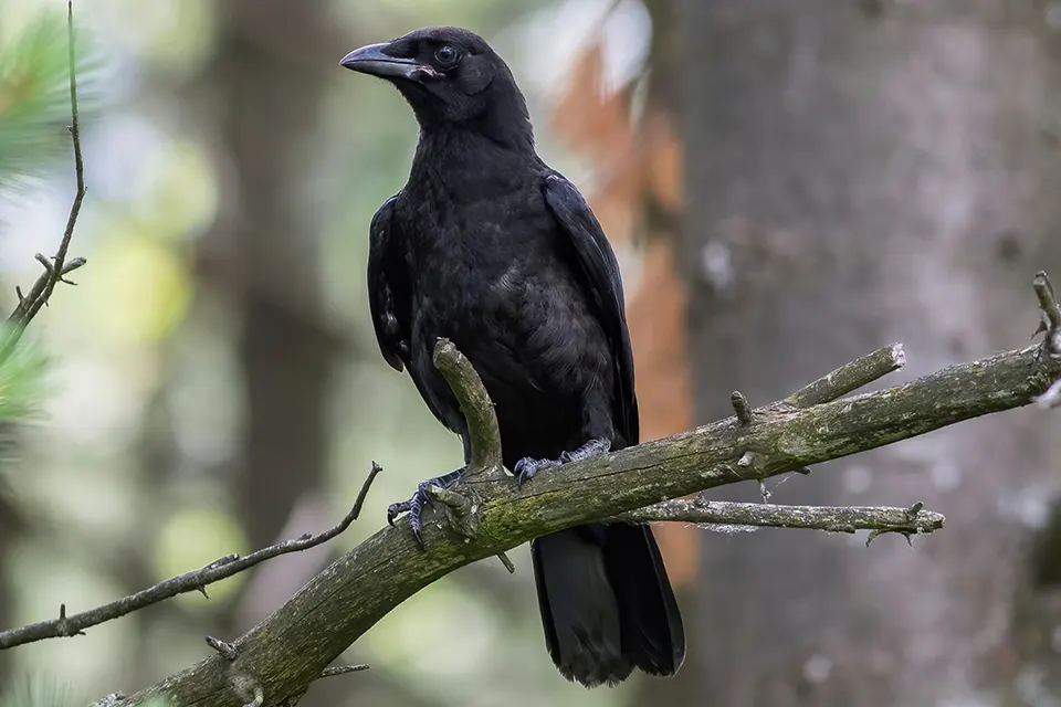 corneille-d-amerique-American-crow