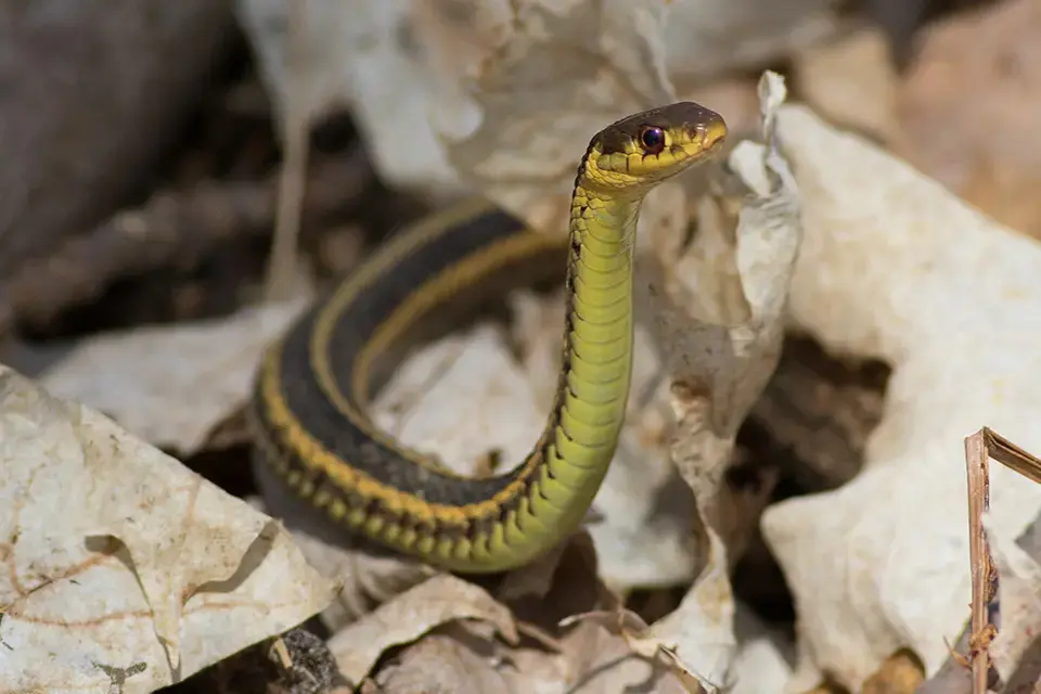 couleuvre-rayee-Eastern-common-garter-snake