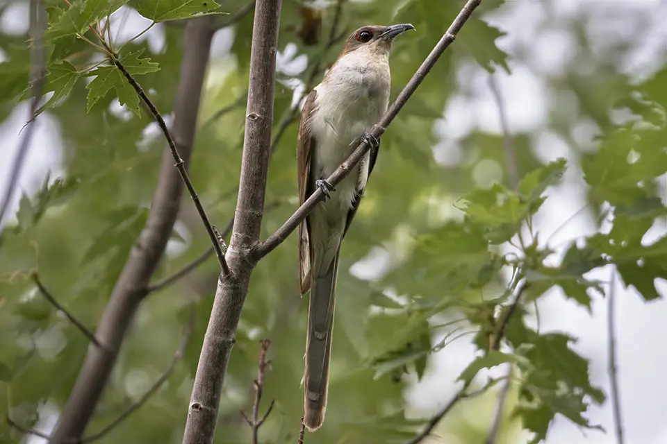 Animaux du Québec | Coulicou à bec noir