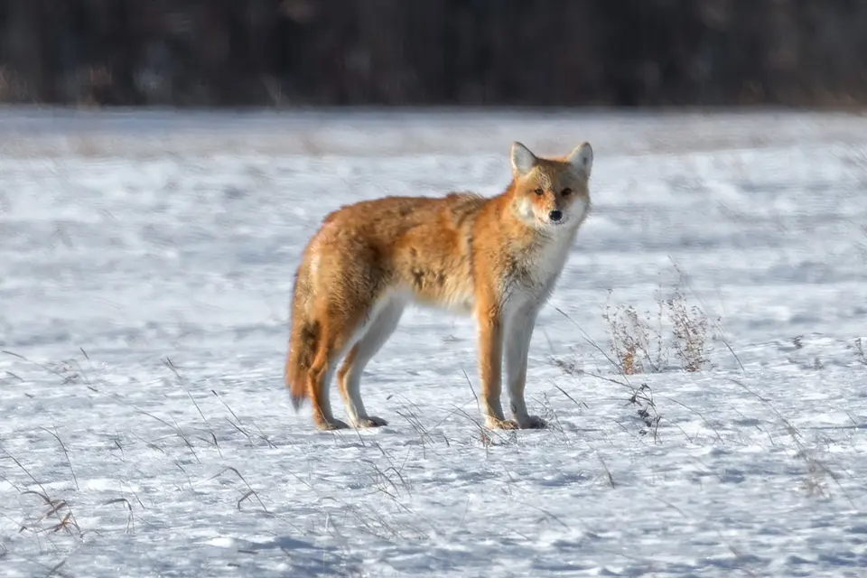 Animaux du Québec | Coyote