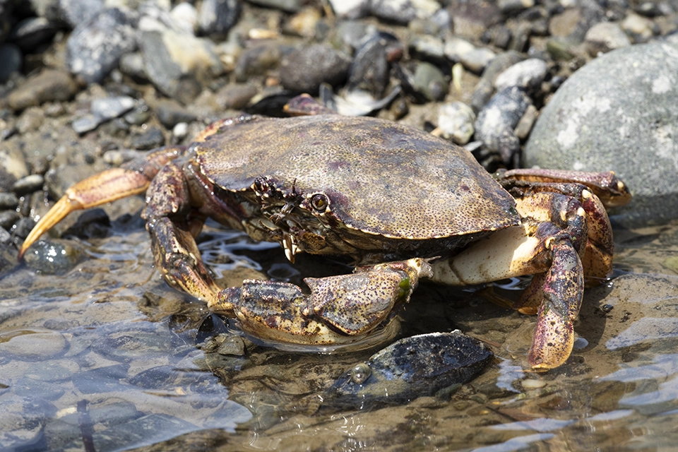 Animaux du Québec | Crabe commun