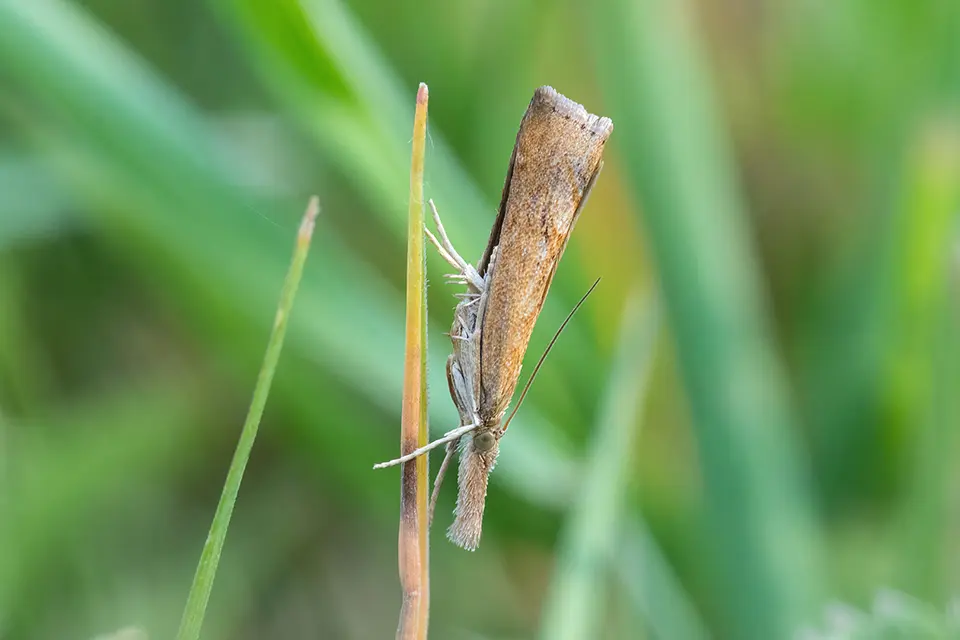 Animaux du Québec | Crambinae sp