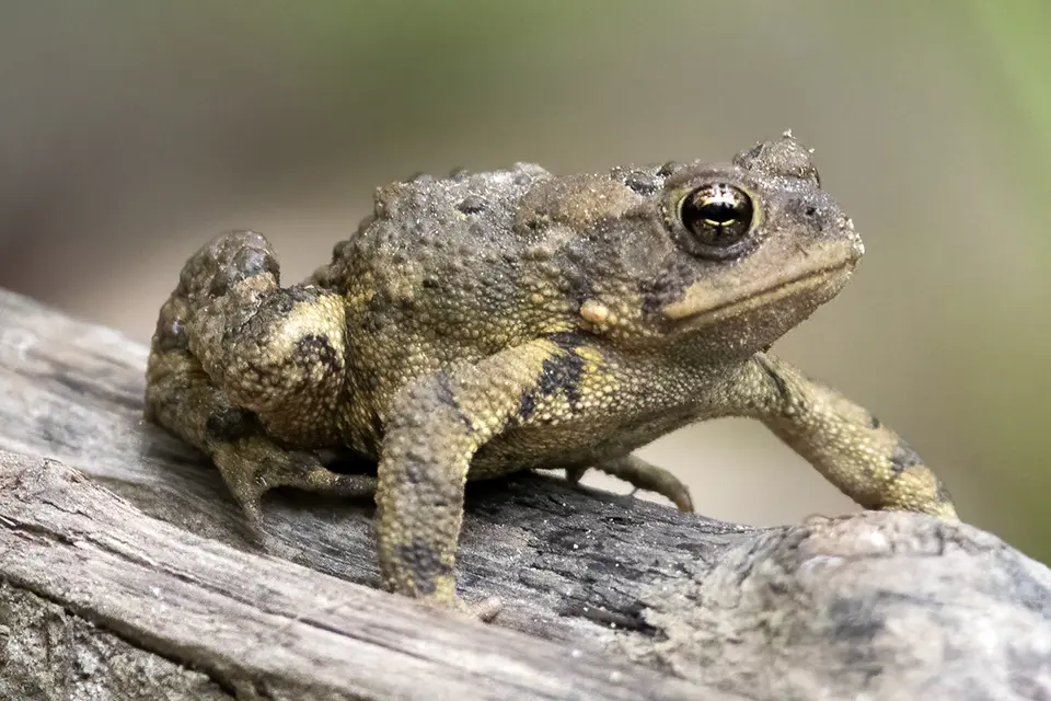 Animaux du Québec | Crapaud d'Amérique