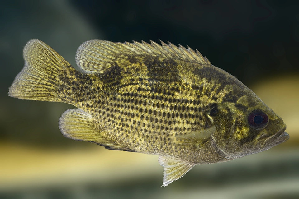 Animaux du Québec | Crapet de roche