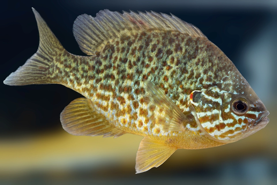 Animaux du Québec | Crapet soleil