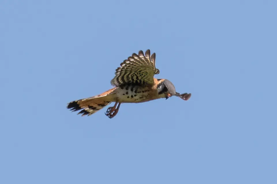 Animaux du Québec | Crécerelle d'Amérique