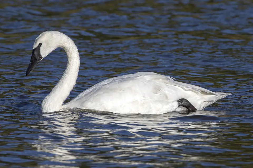 Animaux du Québec | Cygne trompette