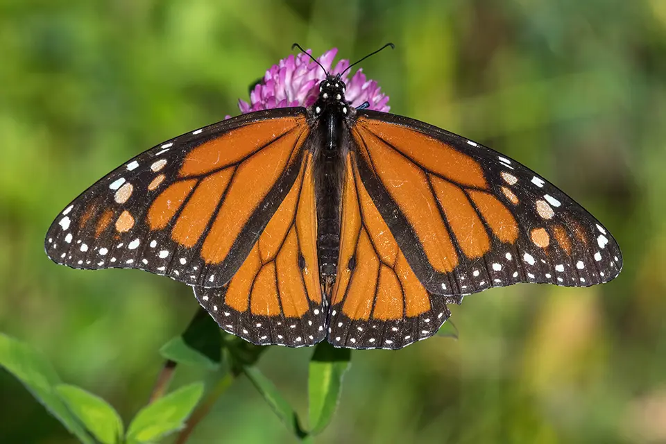Animaux du Québec | Monarque