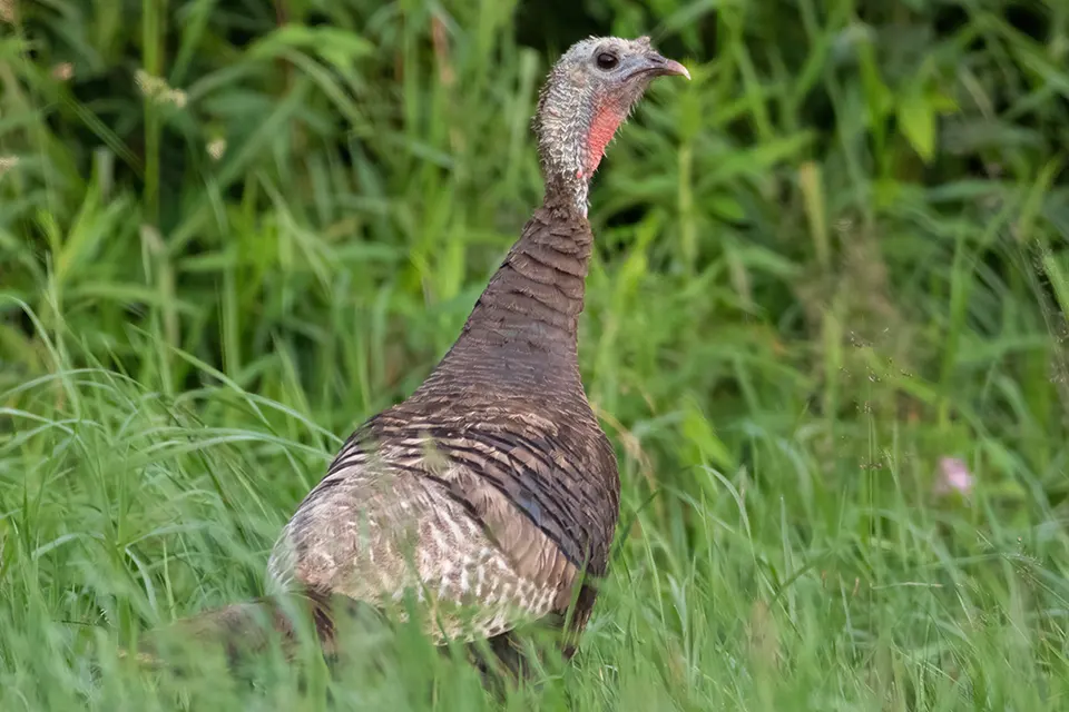 Animaux du Québec | Dindon sauvage