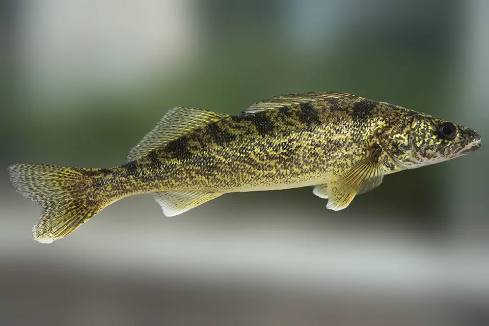 Animaux du Québec | Doré jaune