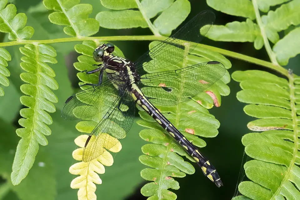 Animaux du Québec | Gomphe épineux
