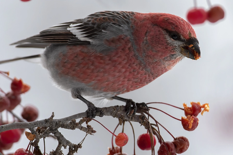 Animaux du Québec | Durbec des sapins