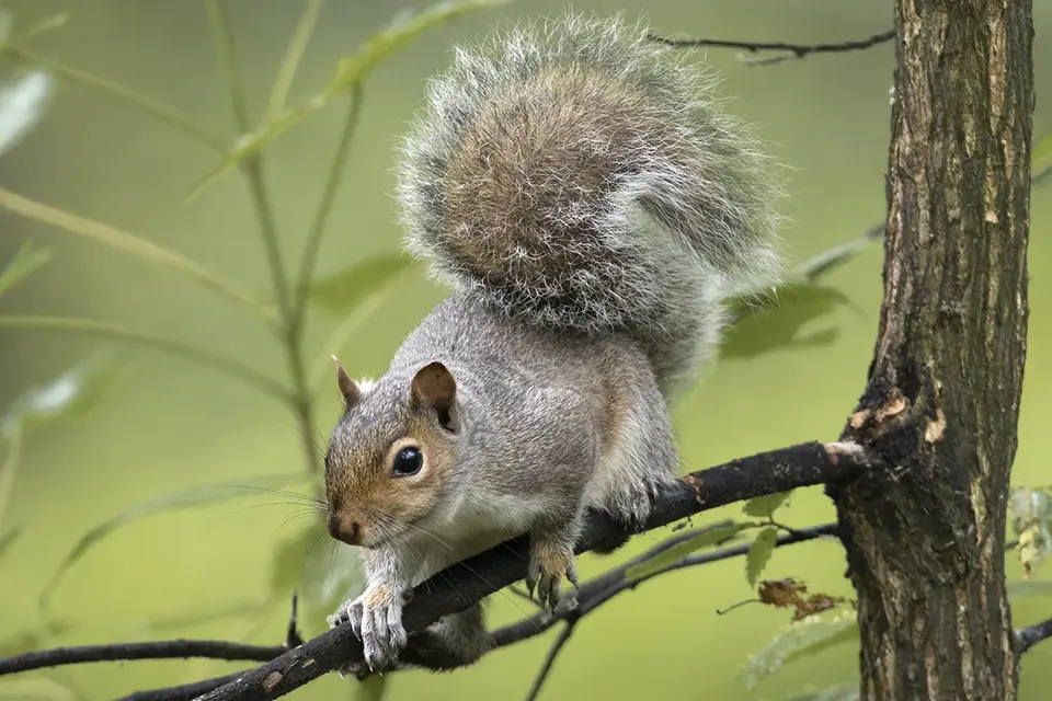 Animaux du Québec | Écureuil gris