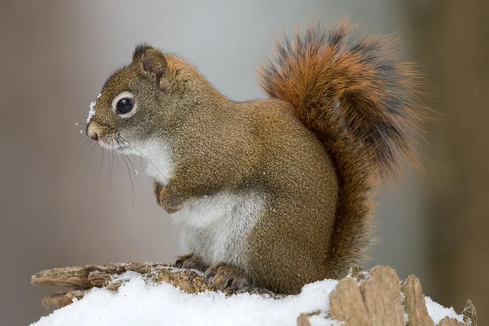 Animaux du Québec | Écureuil roux