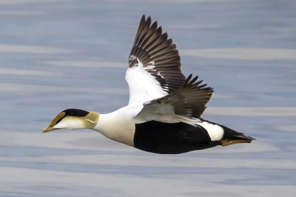 Animaux du Québec | Eider à duvet