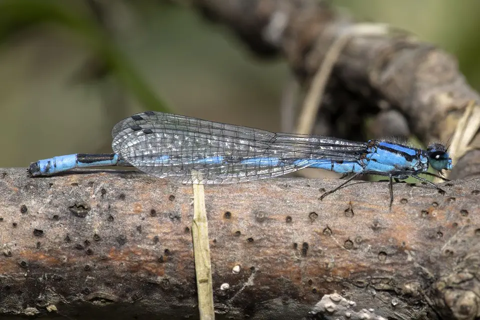 Animaux du Québec | Agrion des scirpes