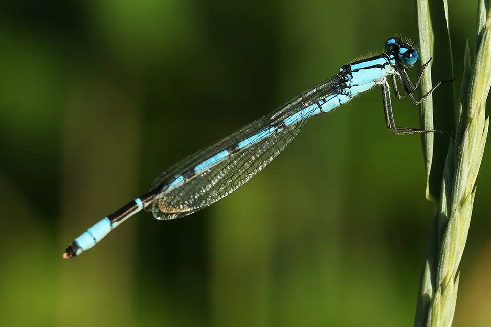 Animaux du Québec | Agrion porte-coupe