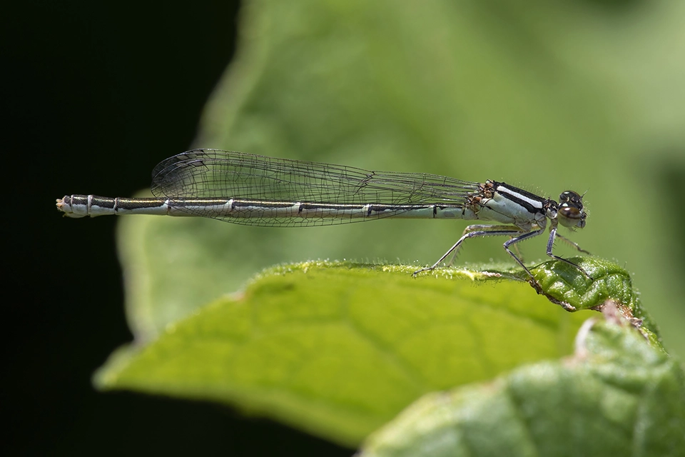 Animaux du Québec | Agrion de Hagen