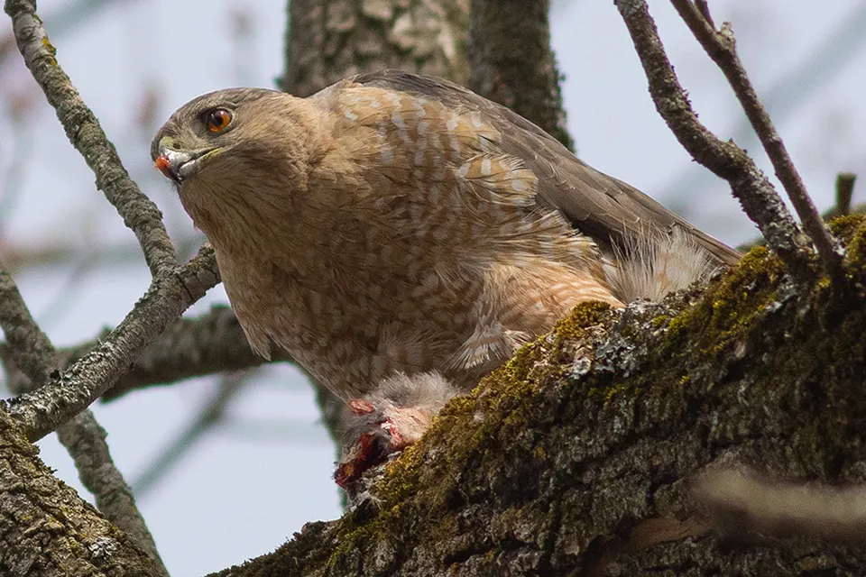 Animaux du Québec | Épervier de Cooper