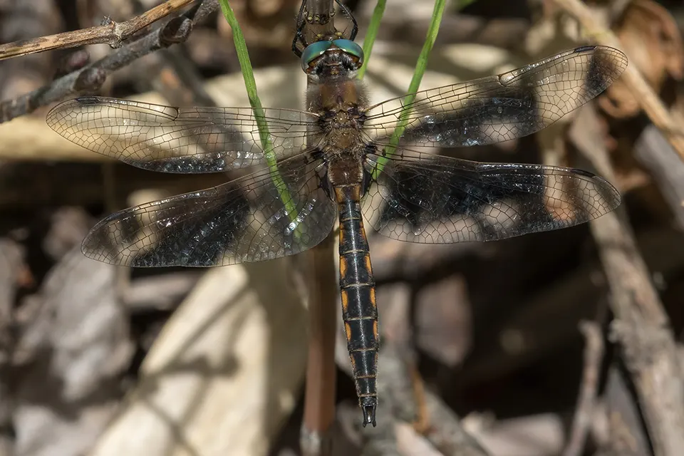 Animaux du Québec | Épithèque canine