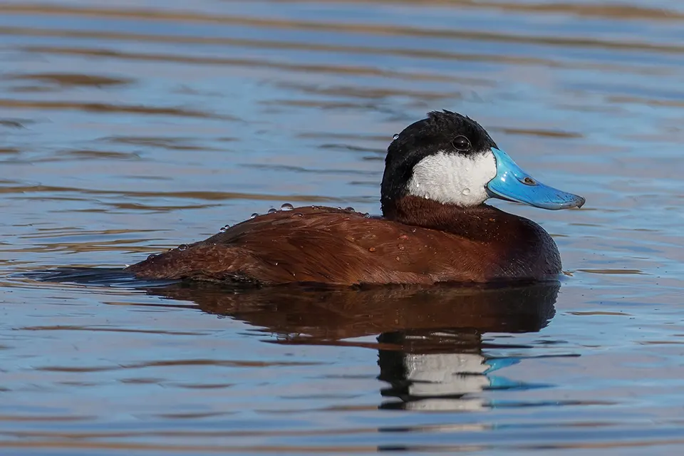 Animaux du Québec | Érismature rousse