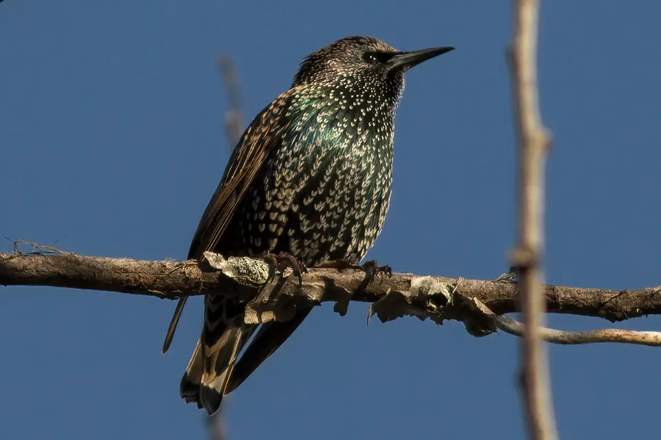 Animaux du Québec | Étourneau sansonnet