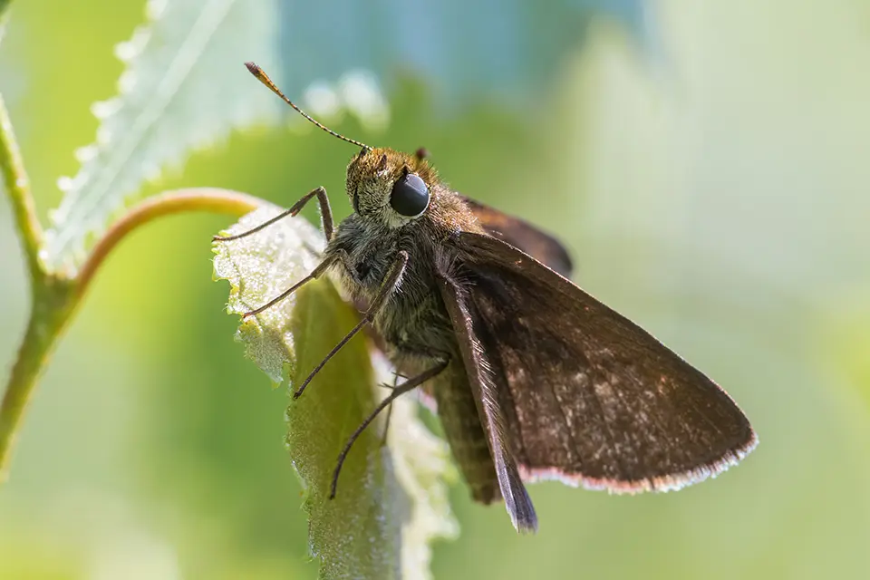 Animaux du Québec | Hespérie rurale