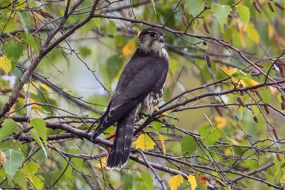 Animaux du Québec | Faucon émerillon