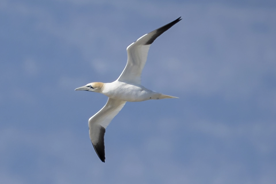 fou-de-bassan-northern-gannet