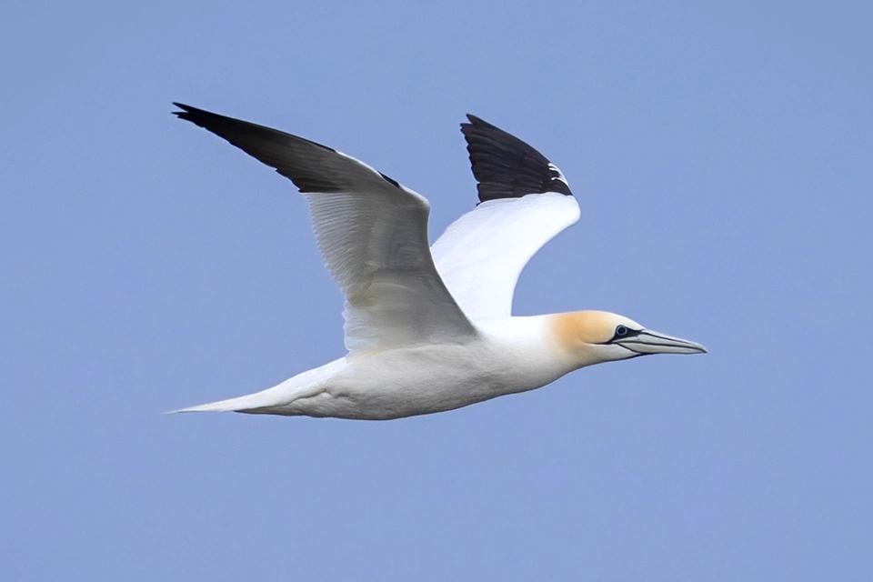 Animaux du Québec | Fou de Bassan