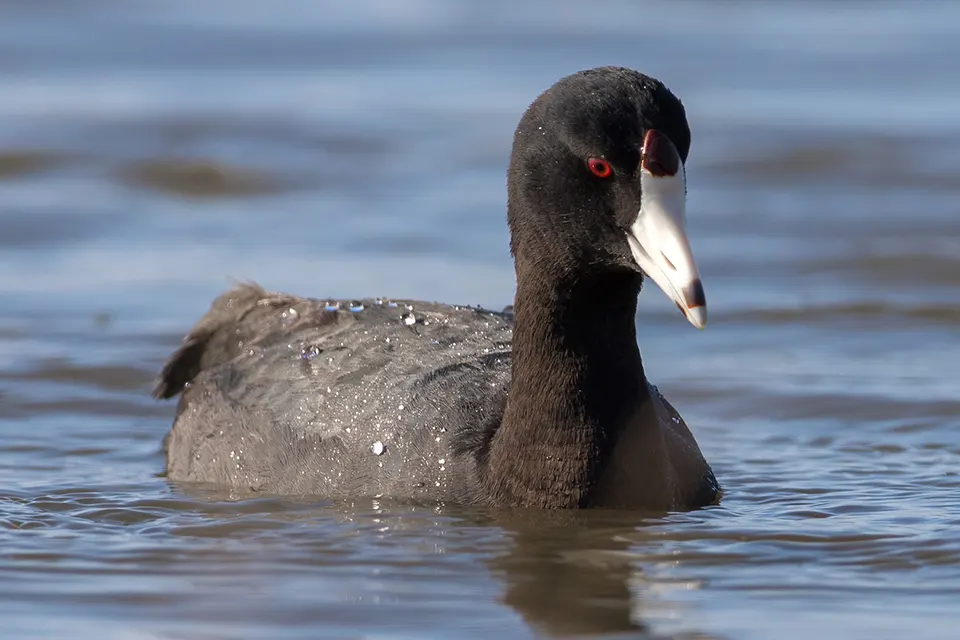 Animaux du Québec | Foulque d'Amérique