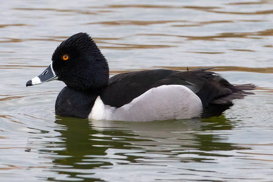 Animaux du Québec | Fuligule à collier