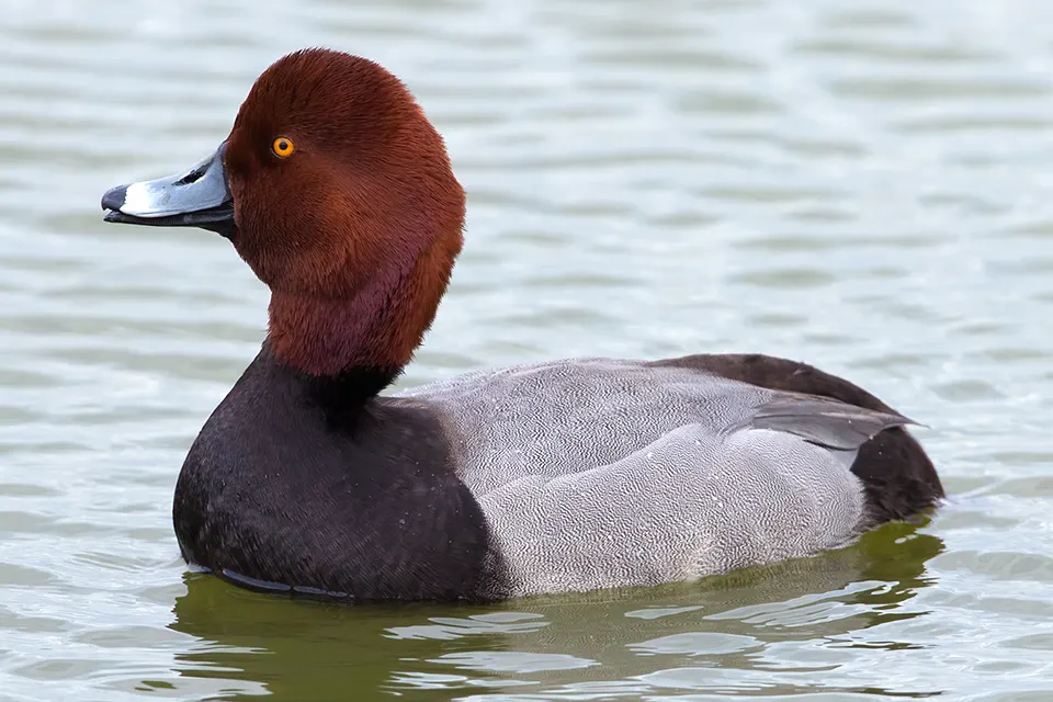 Animaux du Québec | Fuligule à tête rouge