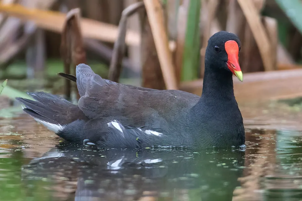 Animaux du Québec | Gallinule d'Amérique