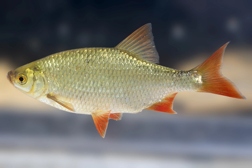 Animaux du Québec | Gardon rouge